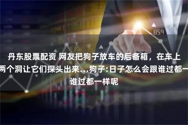 丹东股票配资 网友把狗子放车的后备箱，在车上打了两个洞让它们探头出来…狗子:日子怎么会跟谁过都一样呢