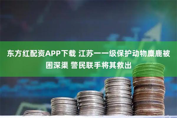 东方红配资APP下载 江苏一一级保护动物麋鹿被困深渠 警民联手将其救出